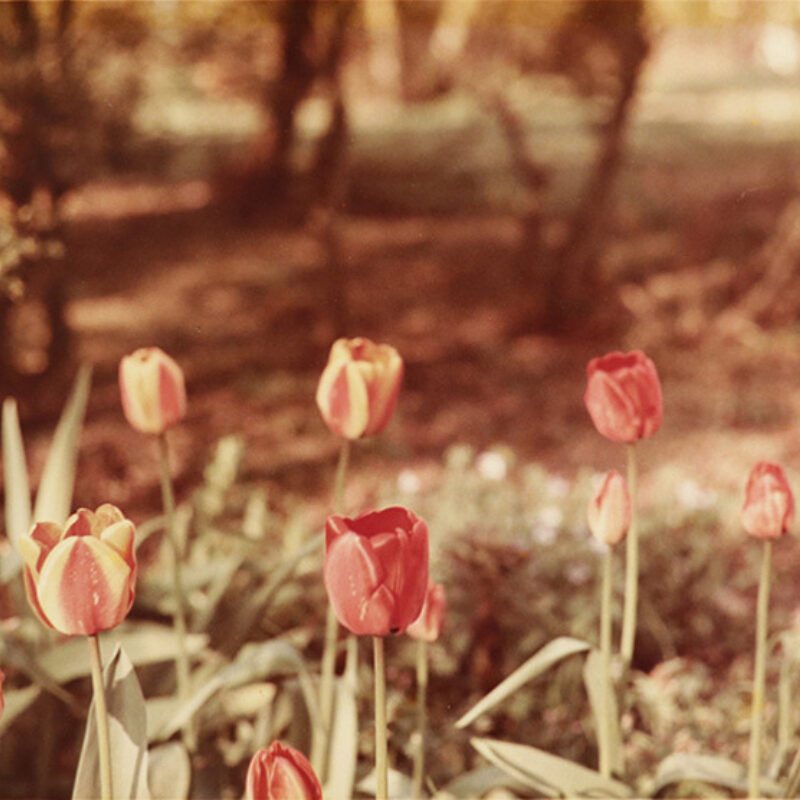 we.untitled.tulips.31444.11.17